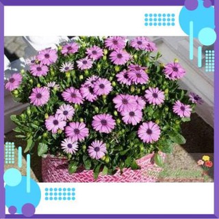 🌺🌸 HẠT GIỐNG HOA CÚC CHÂU PHI 🌸🌺 .