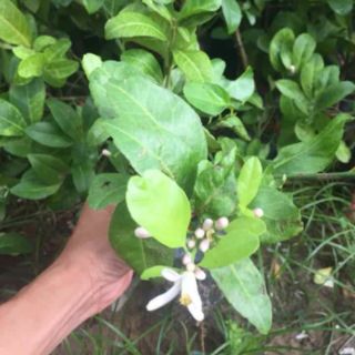 Cây 🌲 Chanh tứ quý...( có trái 4 mùa) đang trái