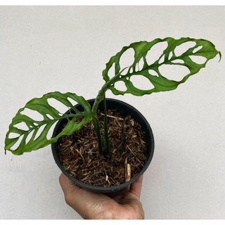 Janbol sp Hoàng Tử Quốc Tế + bonus
