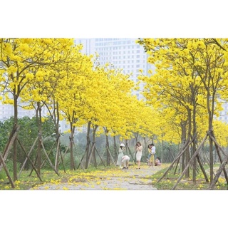 cây giống phong linh