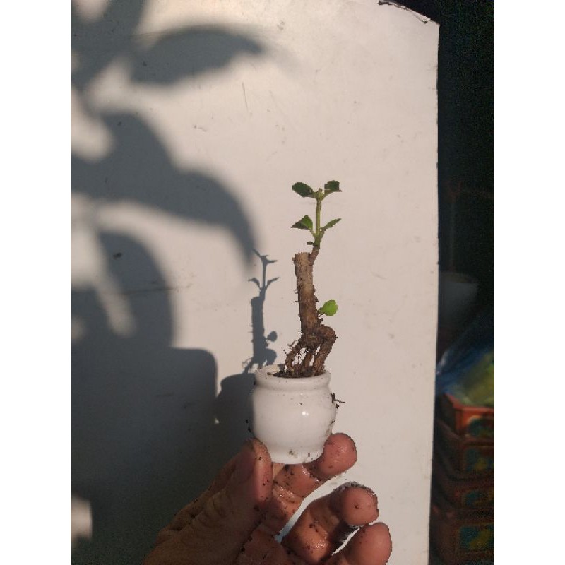 Sam Hương bonsai siêu mini