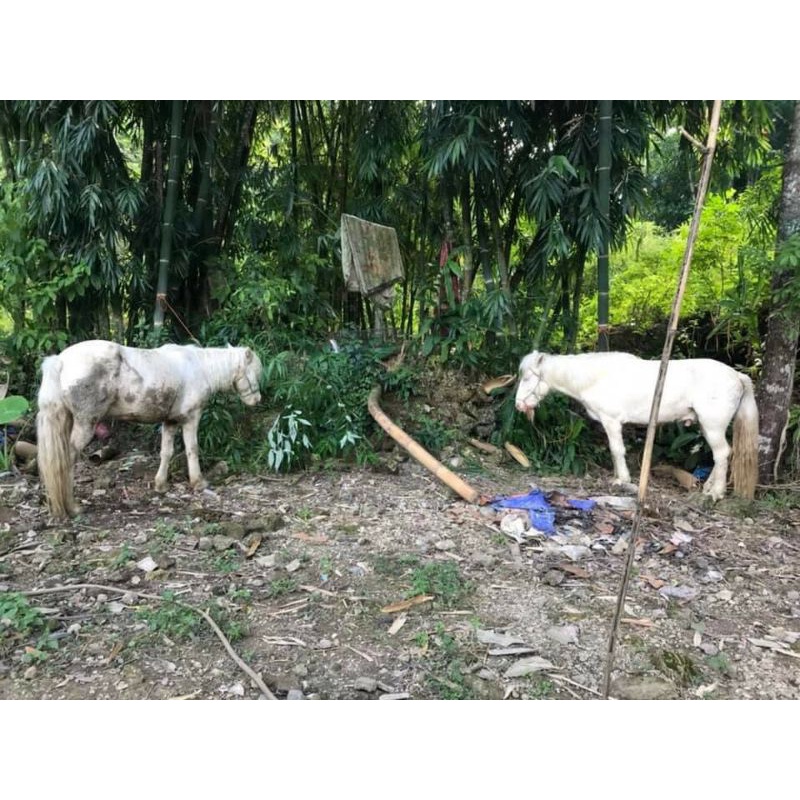 Cao ngựa bạch gói 100gram