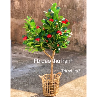 cây hoa trà mi giả 1m3(ảnh thật)