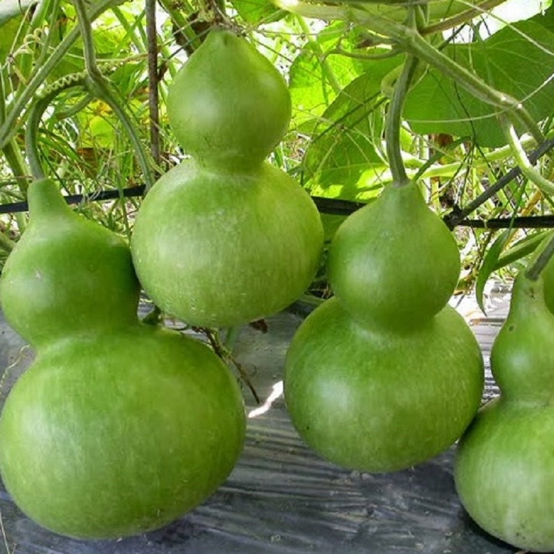 Hạt giống bầu hồ lô quả to/bầu hồ lô tí hon siêu trái F1