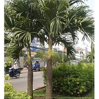 Cây Cau Trắng (Cau Thái)