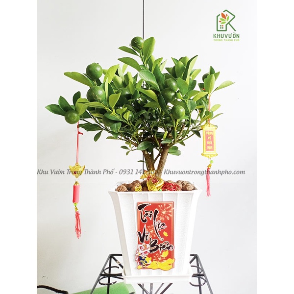 Cây tắc để bàn, cây hạnh chưng tết