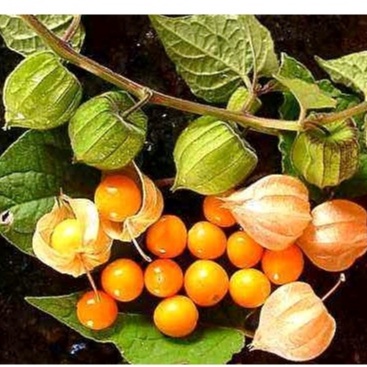 50h Hạt Giống Trái Anh Đào Đất/ Thù Lù Nam Mỹ Gold