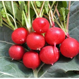 Hạt giống Củ cải đỏ baby Mỹ - Crunchy tỷ lệ nảy mầm 98% (gói 200 hạt) NHẬP KHẨU 100%