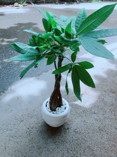 Chậu Kim Ngân 5 Thân Thắt Bính