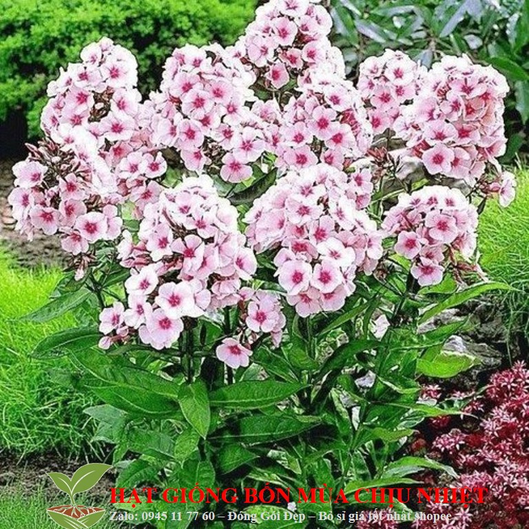 Hạt Giống Hoa thanh trúc Mix 50 Hạt/ Gói ĐẾN MÙA TRỒNG TẾT