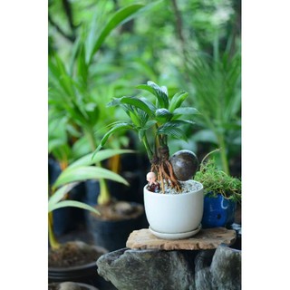 Cây Dừa bonsai  - Cây Giống Nhập Khẩu