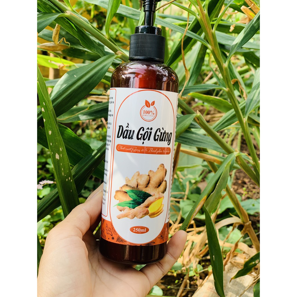 Dầu gội gừng tươi thảo mộc, Sạch Gàu giảm rụng tóc, sản phẩm Handmade, chai 500ml - Goss Việt | BigBuy360 - bigbuy360.vn
