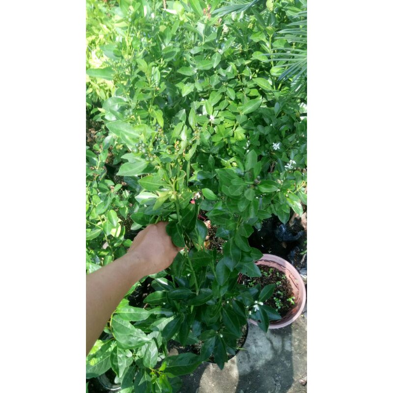 Chậu cây tắc đang trái