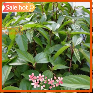 Hạt giống rau đay đỏ 20gr