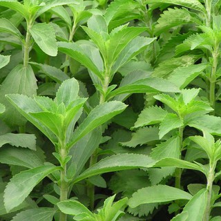 Hạt giống cỏ ngọt (stevia) chất lượng cao - Tặng kích mầm & Tài liệu hướng dẫn gieo trồng - Shop uy tín