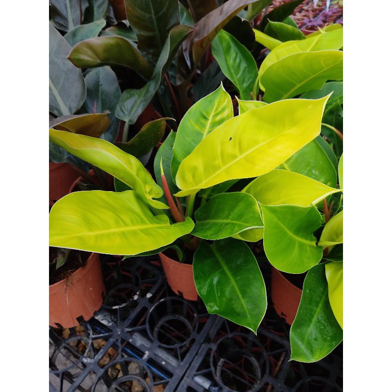 Chậu cứng trầu bà Philodendron Imperial Yellow size lớn