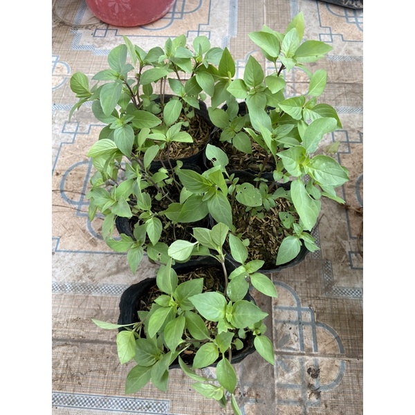 Cây giống húng quế