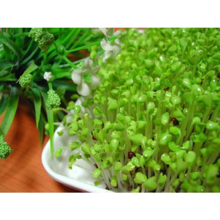 hạt giống Mầm Bông cải xanh ( suplo xanh)