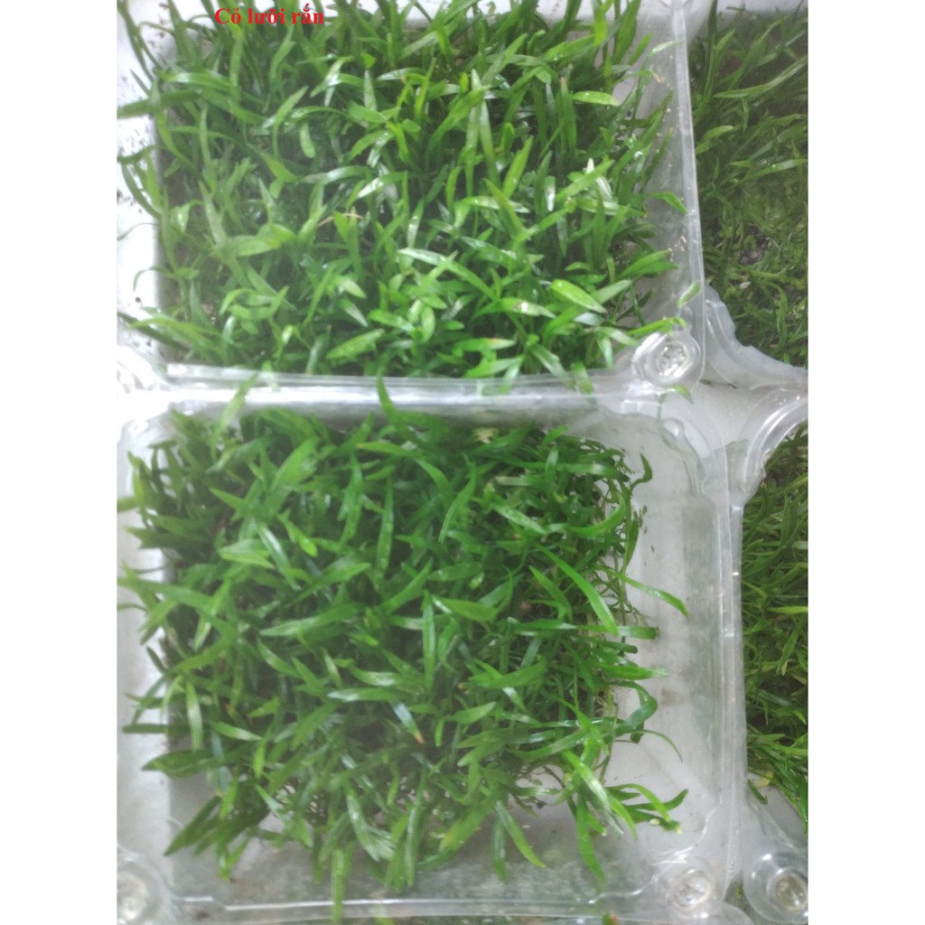 Cỏ lưỡi rắn (huệ nước) [Tấc 10 x 10cm] - Cây thủy sinh Trãi Nền