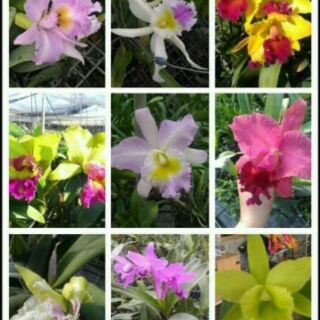 Hoa lan Cattleya mini