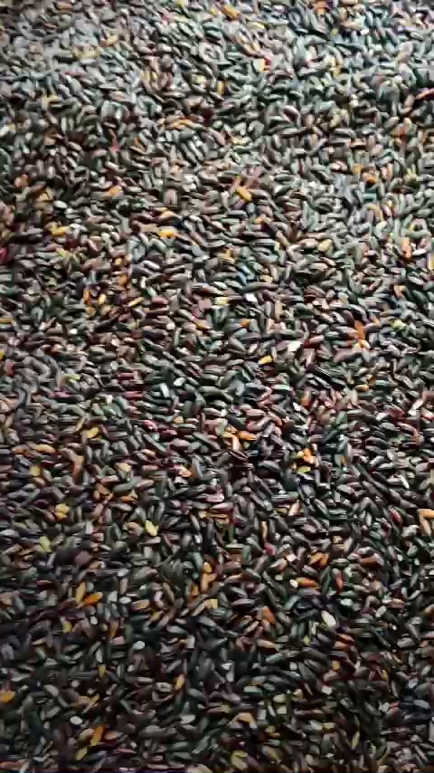 Gạo Nếp Cẩm Điện Biên 1kg | BigBuy360 - bigbuy360.vn