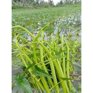 Rau muống siêu ngọn