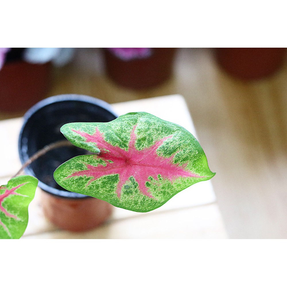 Chậu cây Caladium Biocolor - Môn 2 màu (Môn Biocolor)