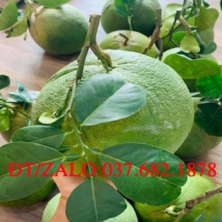 CÂY GIỐNG BƯỞI DA XANH ĂN QUẢ + Tặng (0,3kg) phân hữu cơ cao cấp