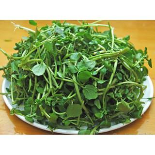 Hạt giống Rau Cải xoong