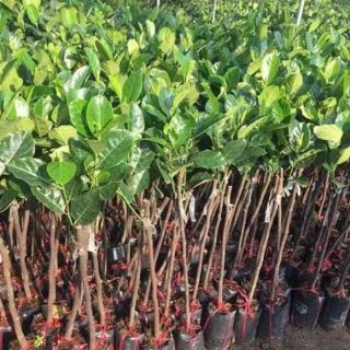 Cây 🌲 Mít thái chân rai....mít thái siêu sớm