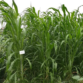 Hạt giống cỏ Sudan lai - Cỏ Cao Lương (gói 500g) - Cỏ Chăn Nuôi
