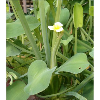 Hạt giống kèo nèo