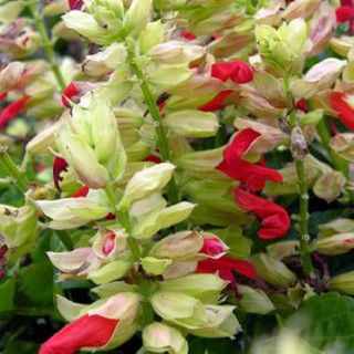Hạt giống hoa xác pháo mix 100 hạt - STHG2
