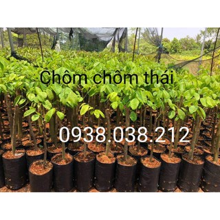 CÂY GIỐNG CHÔM CHÔM THÁI