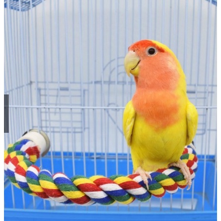 Thanh đứng dây thừng cotton uốn cong được tiện lợi dành cho vẹt