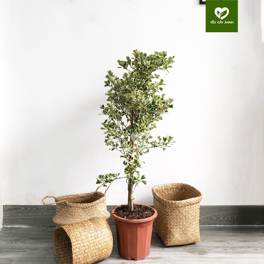 Cây Đa Tam Phúc Nội Thất size lớn trang trí ban công kèm chậu men sứ