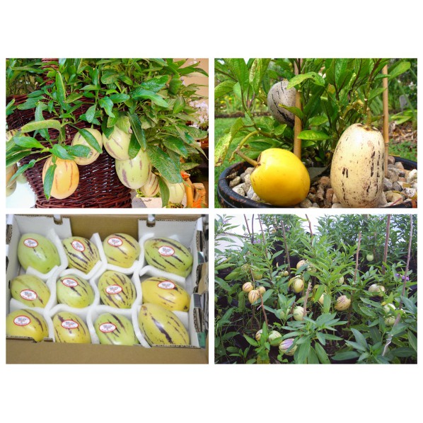 Hạt giống Dưa Pepino vàng