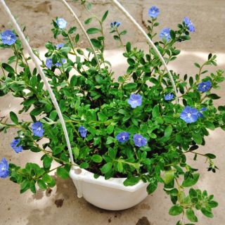 Hoa Thanh Tú (Blue Daze)