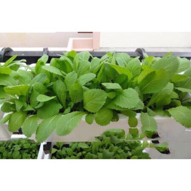 Đất sạch Tribat giàu dinh dưỡng - Bán lẻ : 01 kg ☘️🍓🍇🍎