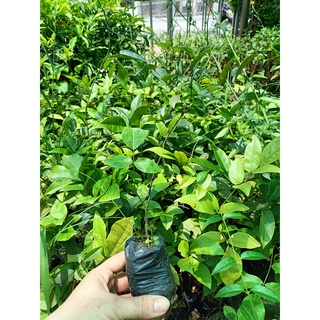 Cây giống cát sâm