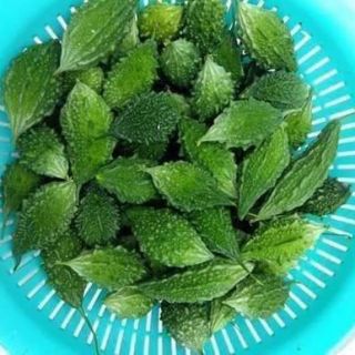 KHỔ QUA RỪNG