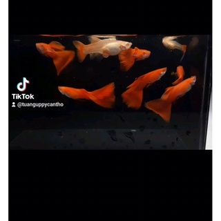 Full Red 7 màu guppy