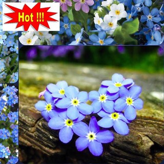 🌟HẠT GIỐNG HOA LƯU LY NHIỀU MÀU🌟 GIỐNG HOA DỄ TRỒNG CỰC ĐẸP GÓI 50 HẠT
