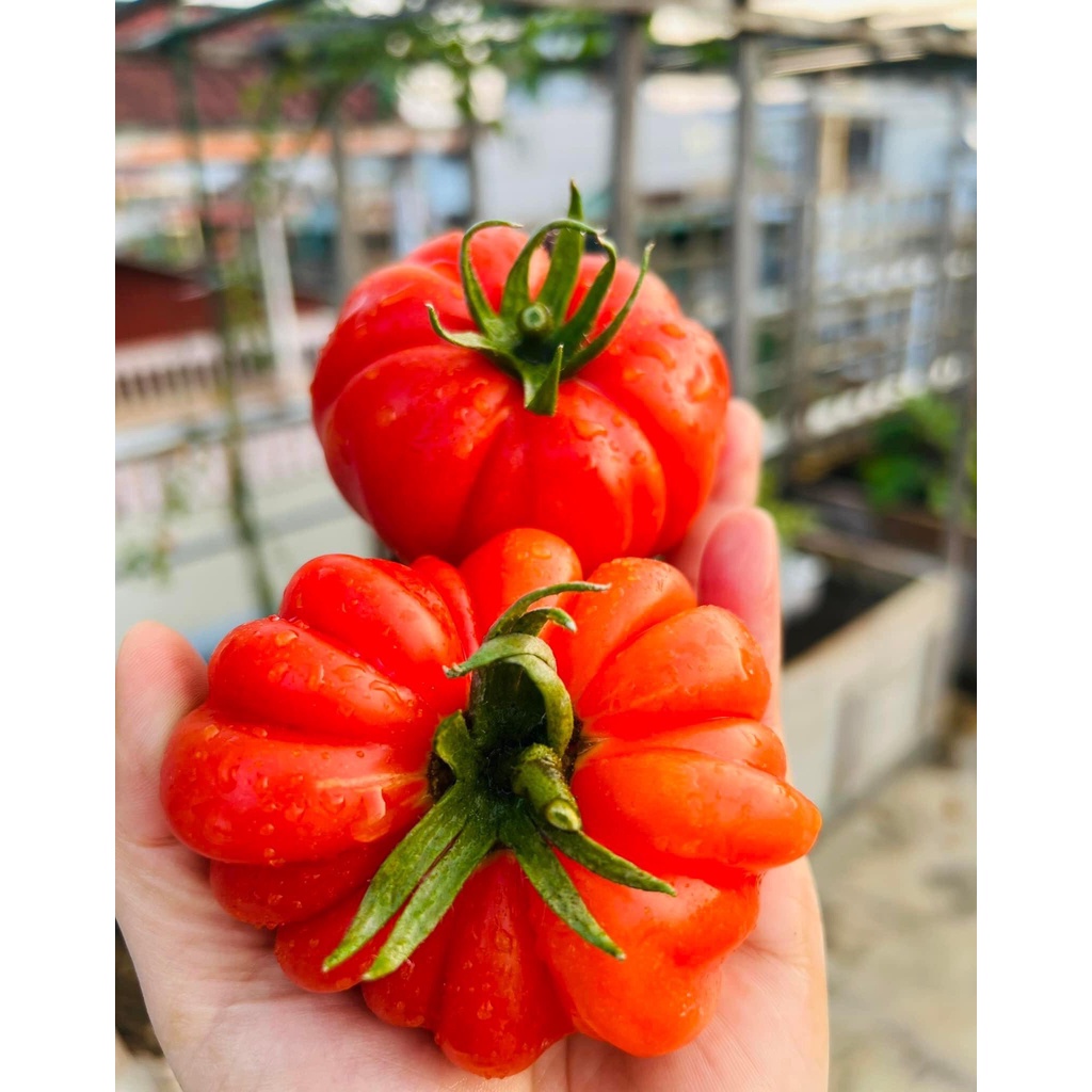 Vỏ trứng gà SFARM  cung cấp canxi và khoáng chất cho cây trồng - Gói 1KG