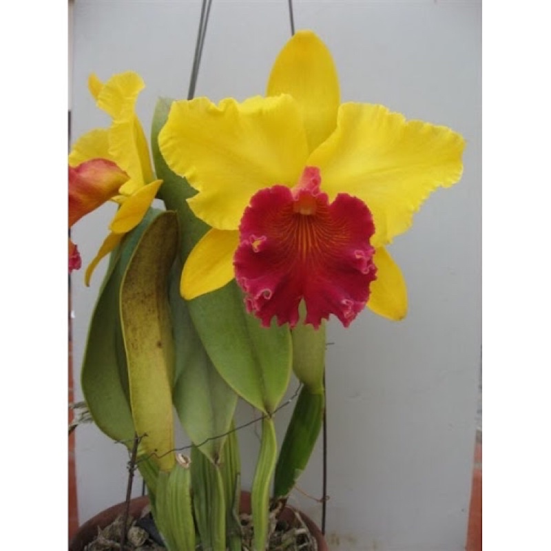 Lan Cattleya Hoa vàng lưỡi đỏ Amaki hoa thơm