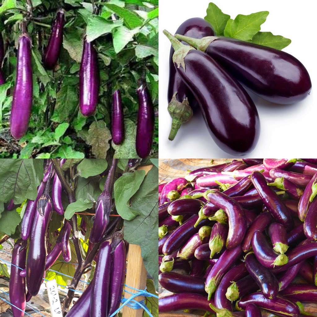 Hạt giống cà tím F1 loại siêu trái dễ trồng kháng sâu bệnh năng xuất cao [ gói 50gram,100gram,200gram ]