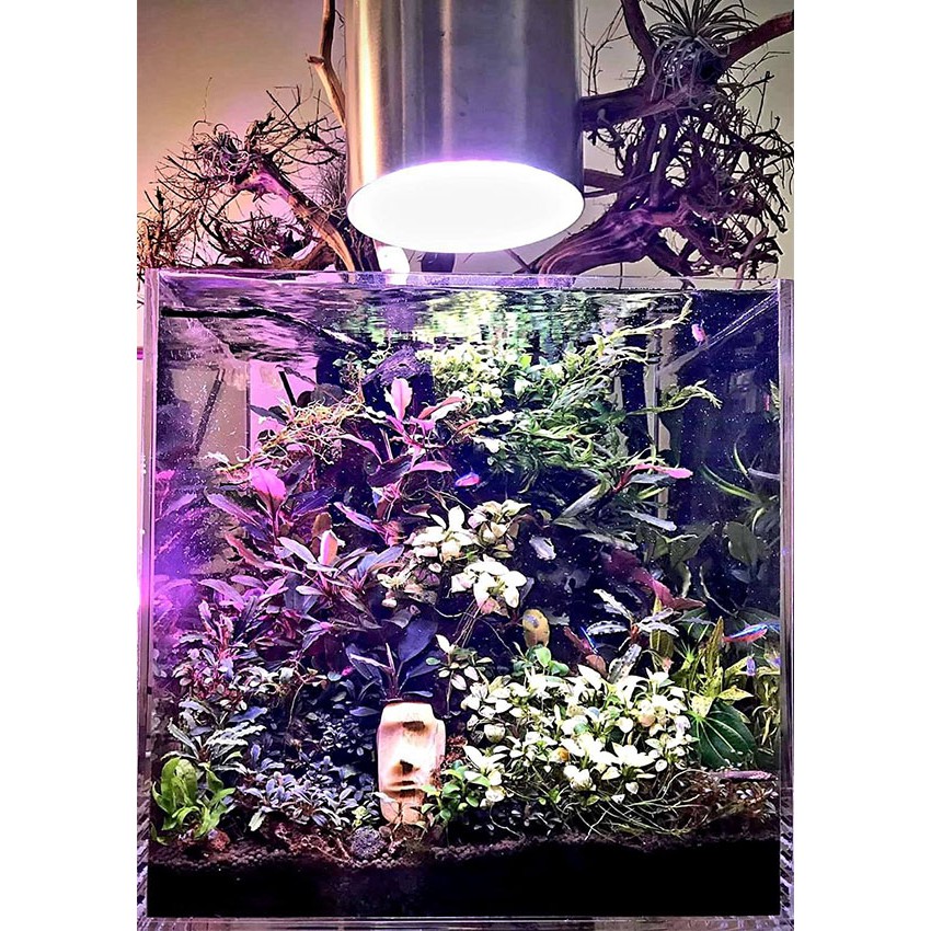 Bể Cubic, Hồ Cubic Acrylic Vuông 15*15*15cm Ebivn siêu trong độ tinh khiết cao