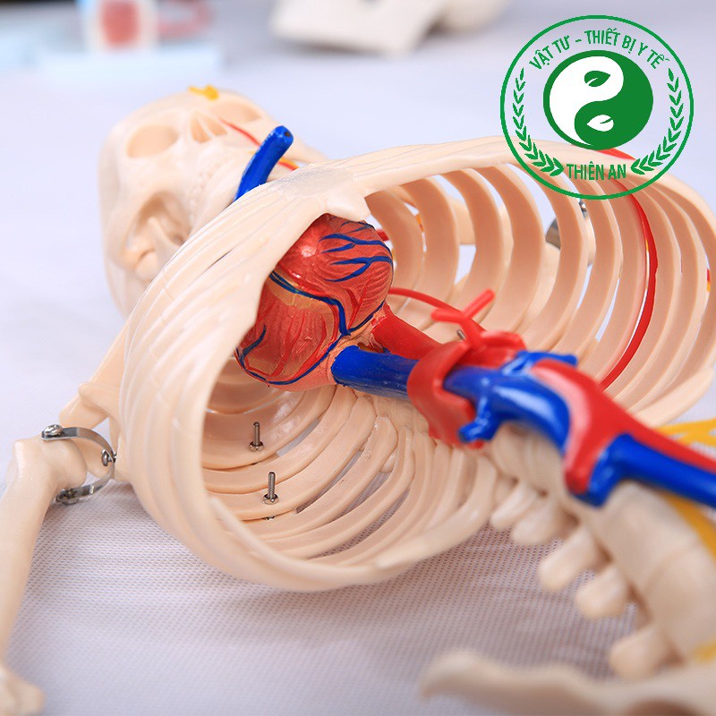 Mô hình xương người cao 85cm- Mô tả đầy đủ đường đi của mạch máu và thần kinh