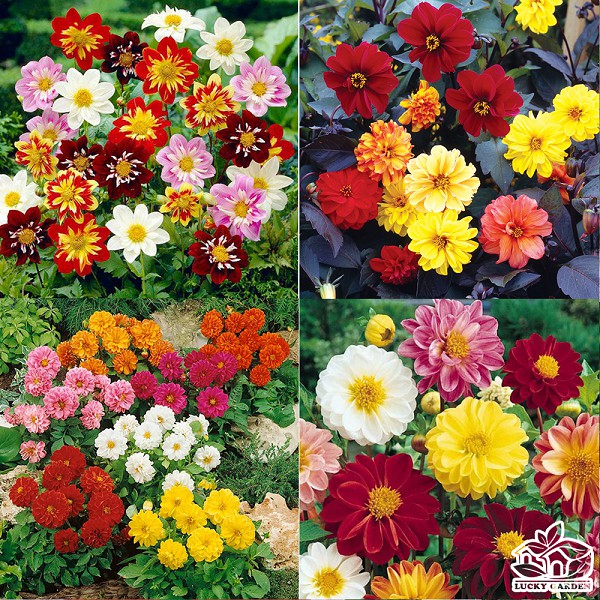 Hạt giống hoa Thược Dược Lùn Mix nhều màu
