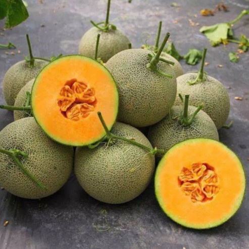 Hạt giống Dưa lưới vàng siêu ngọt - 10 hạt tặng kèm 3 viên nén ươm hạt - HGT